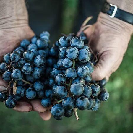 农家乐 Winnica Agat *