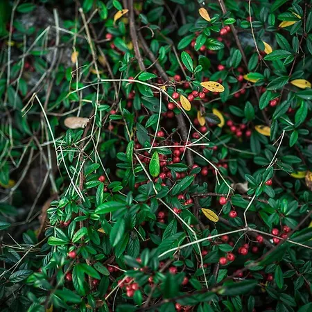 Winnica Agat * Świerzawa