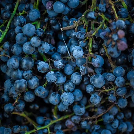 农家乐 Winnica Agat Świerzawa