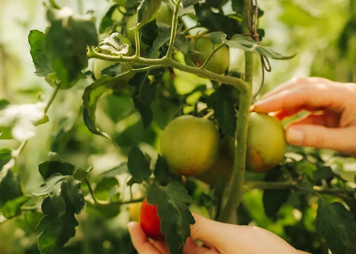 Çiftlik konaklama Winnica Agat Świerzawa