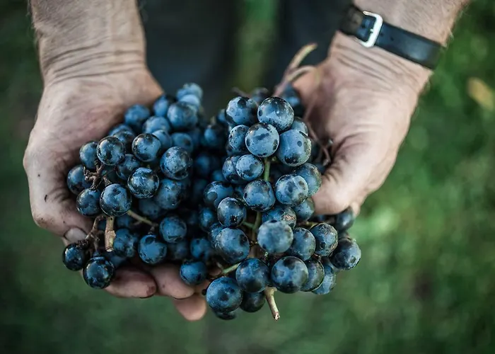 Farm stay Winnica Agat *