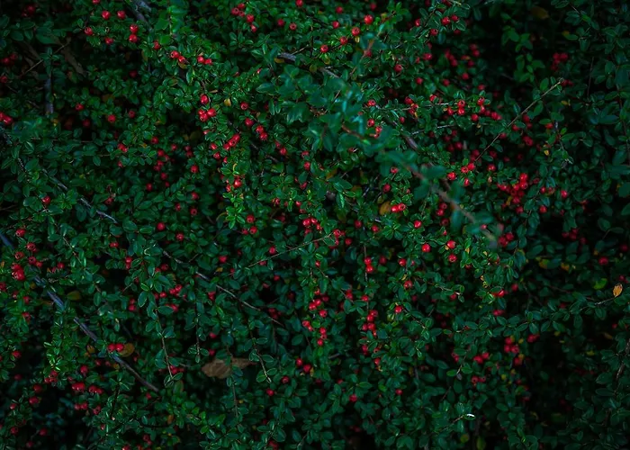 Winnica Agat * Świerzawa