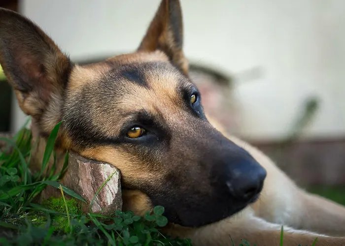 Farm stay Winnica Agat *