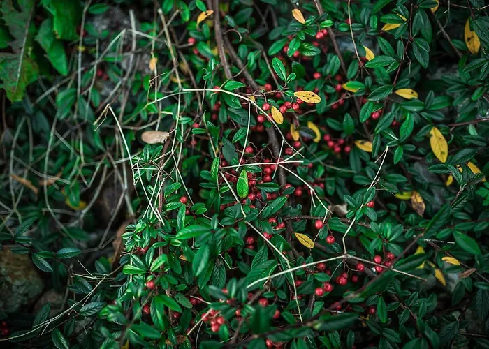 Winnica Agat * Świerzawa