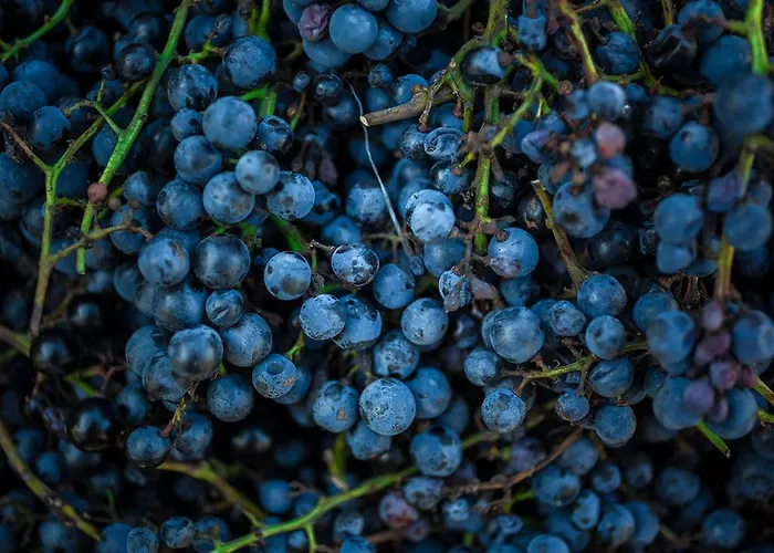 Çiftlik konaklama Winnica Agat Świerzawa